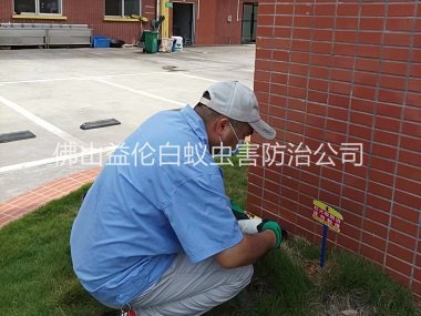 三水杀灭红火蚁工程