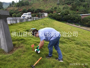 高明水利工程红火蚁防治